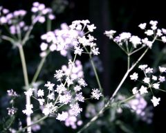 Tapeta Nature Flowers 569.jpg